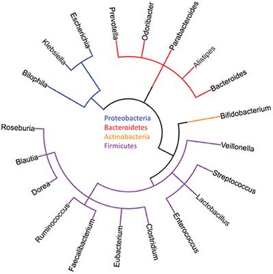 Microbiome and Cancers, With Focus on Genitourinary Tumors